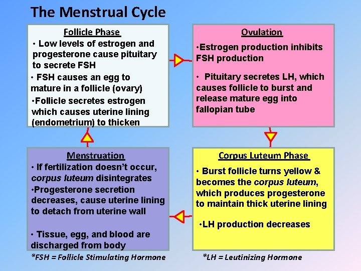 The Menstrual Cycle Follicle Phase Ovulation • Low levels of estrogen and progesterone cause