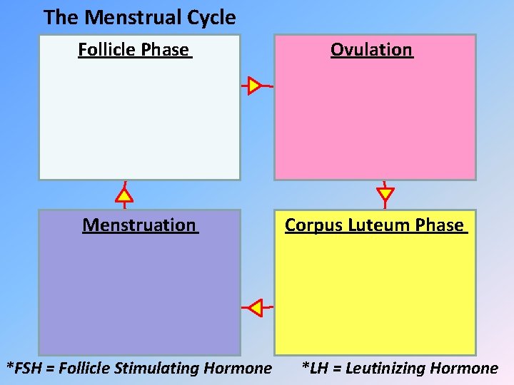 The Menstrual Cycle Follicle Phase Ovulation Menstruation Corpus Luteum Phase *FSH = Follicle Stimulating