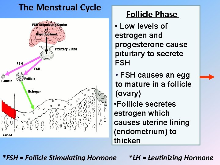 The Menstrual Cycle Follicle Phase • Low levels of estrogen and progesterone cause pituitary