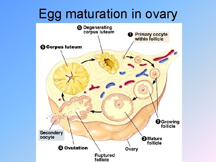 A Some Menstrual Cycle Info 1 Begins at