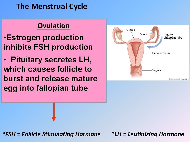 The Menstrual Cycle Ovulation • Estrogen production inhibits FSH production • Pituitary secretes LH,
