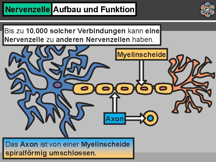 Nervenzelle Aufbau und Funktion Bis zu 10. 000 solcher Verbindungen kann eine Nervenzelle zu