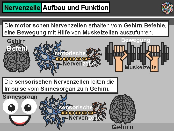 Nervenzelle Aufbau und Funktion Die motorischen Nervenzellen erhalten vom Gehirn Befehle, eine Bewegung mit