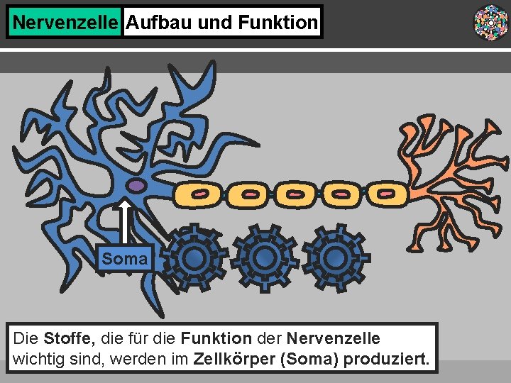 Nervenzelle Aufbau und Funktion Soma Die Stoffe, die für die Funktion der Nervenzelle wichtig