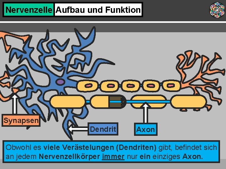 Nervenzelle Aufbau und Funktion Synapsen Dendrit Axon Obwohl es viele Verästelungen (Dendriten) gibt, befindet