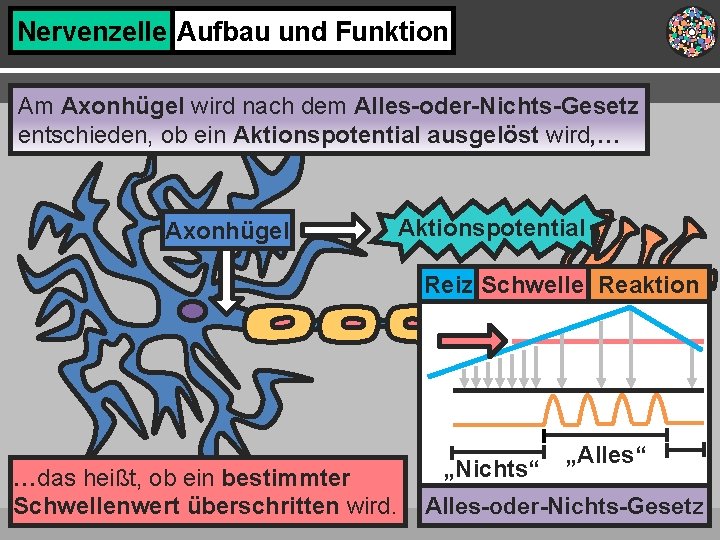 Nervenzelle Aufbau und Funktion Am Axonhügel wird nach dem Alles-oder-Nichts-Gesetz entschieden, ob ein Aktionspotential