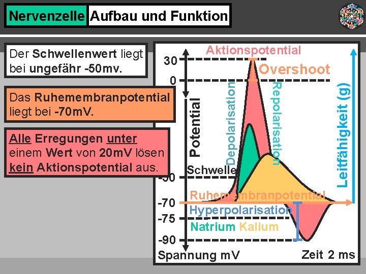 Nervenzelle Aufbau und Funktion Aktionspotential 30 Leitfähigkeit (g) Depolarisation Repolarisation 0 Das Ruhemembranpotential liegt