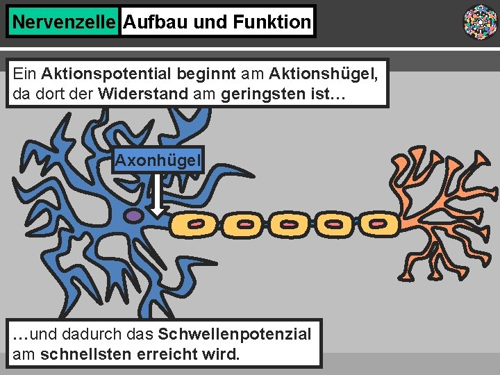Nervenzelle Aufbau und Funktion Ein Aktionspotential beginnt am Aktionshügel, da dort der Widerstand am