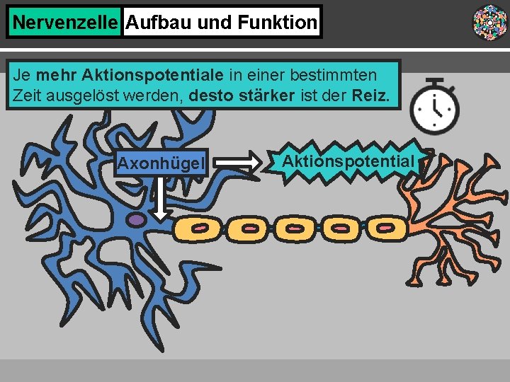 Nervenzelle Aufbau und Funktion Je mehr Aktionspotentiale in einer bestimmten Zeit ausgelöst werden, desto