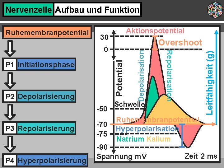 Nervenzelle Aufbau und Funktion Aktionspotential 30 Overshoot P 2 Depolarisierung -50 P 3 Repolarisierung