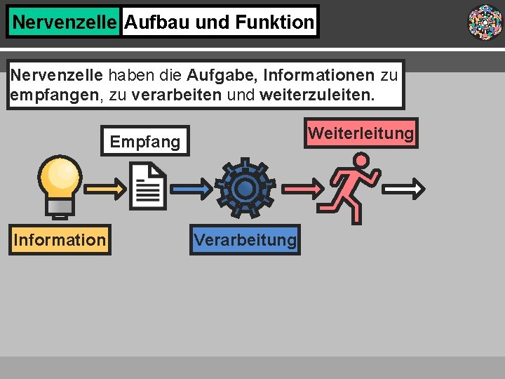 Nervenzelle Aufbau und Funktion Nervenzelle haben die Aufgabe, Informationen zu empfangen, zu verarbeiten und