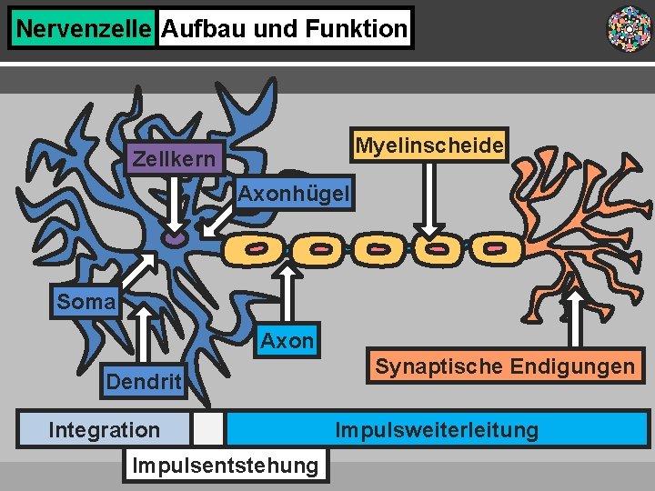 Nervenzelle Aufbau und Funktion Myelinscheide Zellkern Axonhügel Soma Axon Dendrit Integration Impulsentstehung Synaptische Endigungen