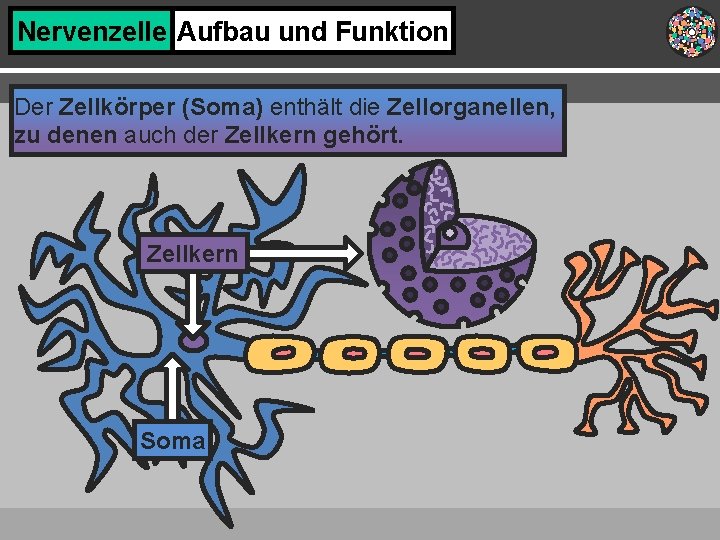 Nervenzelle Aufbau und Funktion Der Zellkörper (Soma) enthält die Zellorganellen, zu denen auch der