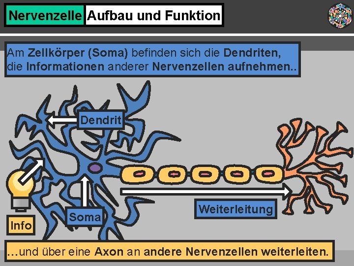 Nervenzelle Aufbau und Funktion Am Zellkörper (Soma) befinden sich die Dendriten, die Informationen anderer