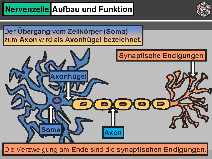 Nervenzelle Aufbau und Funktion Der Übergang vom Zellkörper (Soma) zum Axon wird als Axonhügel