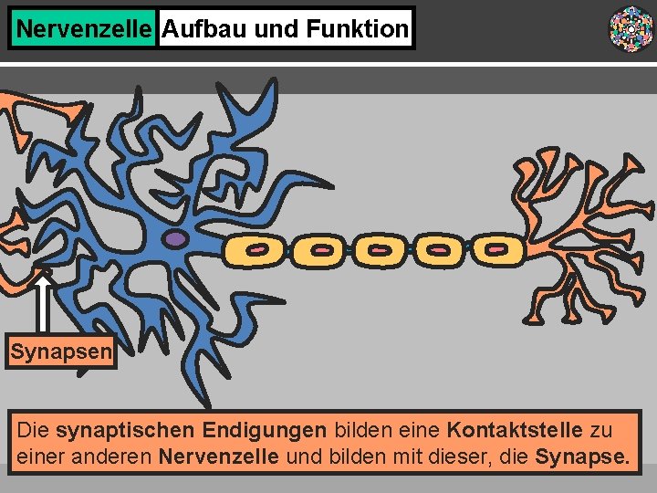 Nervenzelle Aufbau und Funktion Synapsen Die synaptischen Endigungen bilden eine Kontaktstelle zu einer anderen