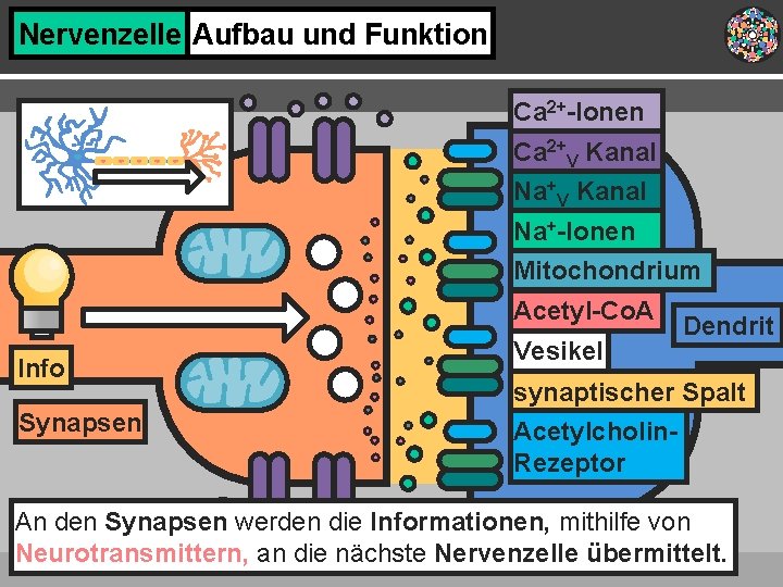 Nervenzelle Aufbau und Funktion Ca 2+-Ionen Ca 2+V Kanal Na+-Ionen Mitochondrium Acetyl-Co. A Info