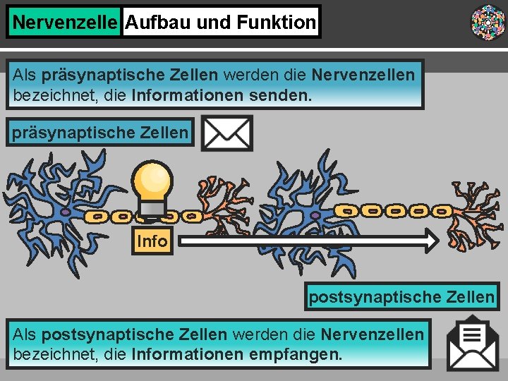 Nervenzelle Aufbau und Funktion Als präsynaptische Zellen werden die Nervenzellen bezeichnet, die Informationen senden.