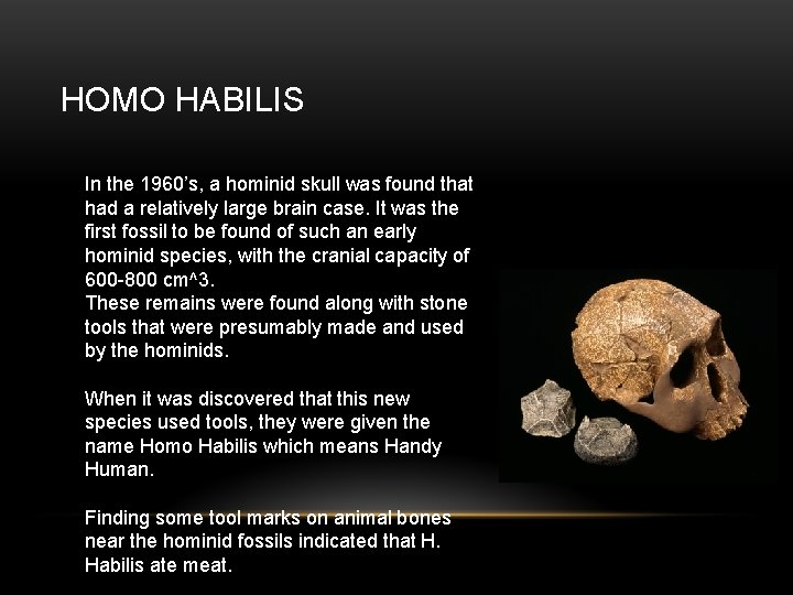 HOMO HABILIS In the 1960’s, a hominid skull was found that had a relatively