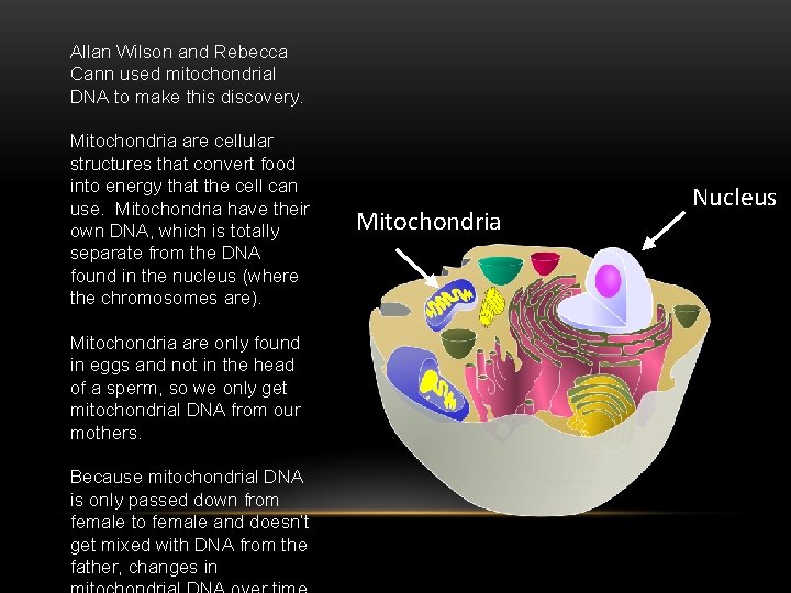 Allan Wilson and Rebecca Cann used mitochondrial DNA to make this discovery. Mitochondria are
