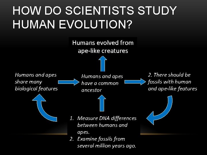 HOW DO SCIENTISTS STUDY HUMAN EVOLUTION? Humans evolved from THEORY ape-like creatures Humans and