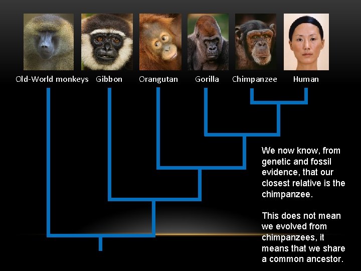 Old-World monkeys Gibbon Orangutan Gorilla Chimpanzee Human We now know, from genetic and fossil