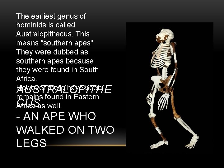 The earliest genus of hominids is called Australopithecus. This means “southern apes” They were