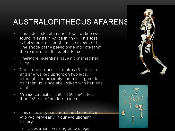 AUSTRALOPITHECUS AFARENSIS • The oldest skeleton unearthed to date was found in eastern Africa