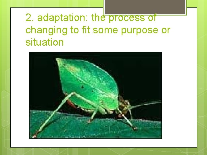 2. adaptation: the process of changing to fit some purpose or situation 