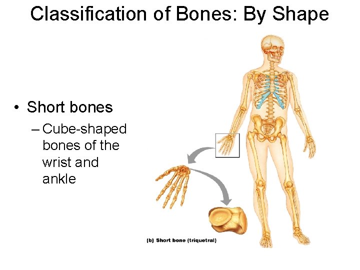 Classification of Bones: By Shape • Short bones – Cube-shaped bones of the wrist