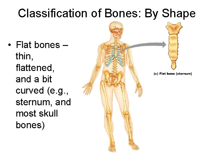 Classification of Bones: By Shape • Flat bones – thin, flattened, and a bit