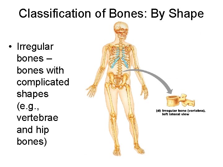 Classification of Bones: By Shape • Irregular bones – bones with complicated shapes (e.
