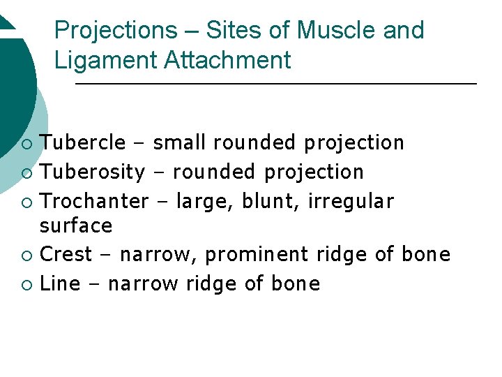 Projections – Sites of Muscle and Ligament Attachment Tubercle – small rounded projection ¡