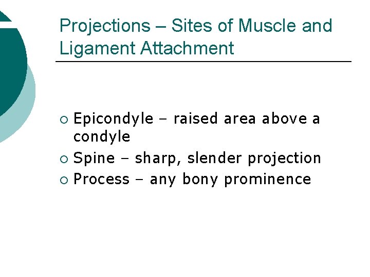 Projections – Sites of Muscle and Ligament Attachment Epicondyle – raised area above a