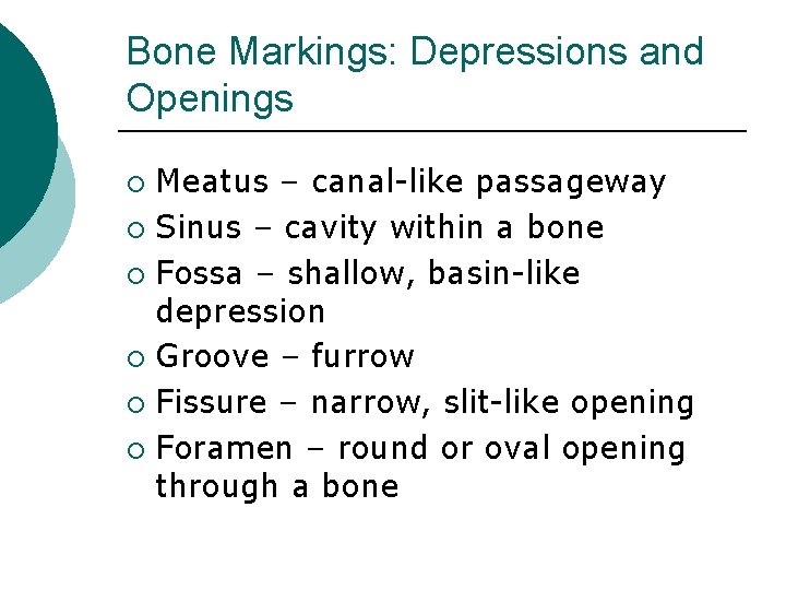 Bone Markings: Depressions and Openings Meatus – canal-like passageway ¡ Sinus – cavity within