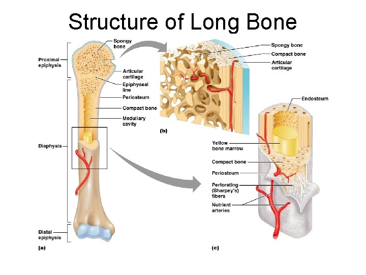 Structure of Long Bone 