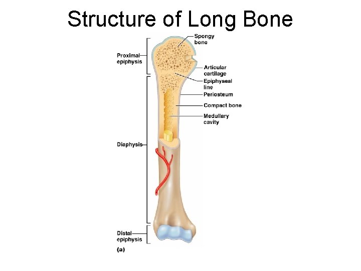 Structure of Long Bone 