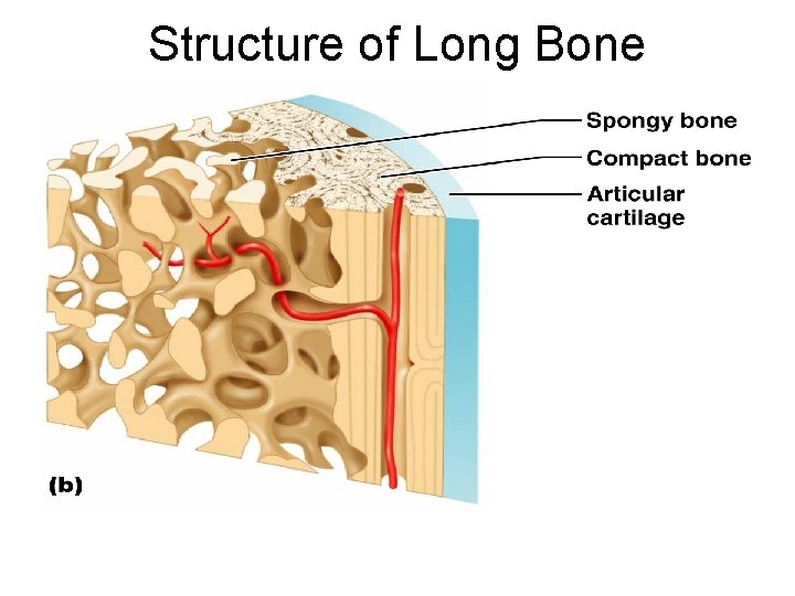 Structure of Long Bone 