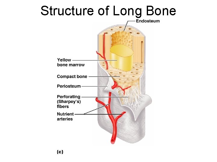 Structure of Long Bone 