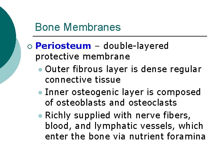 Bone Membranes ¡ Periosteum – double-layered protective membrane l Outer fibrous layer is dense