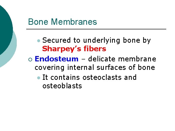 Bone Membranes Secured to underlying bone by Sharpey’s fibers ¡ Endosteum – delicate membrane
