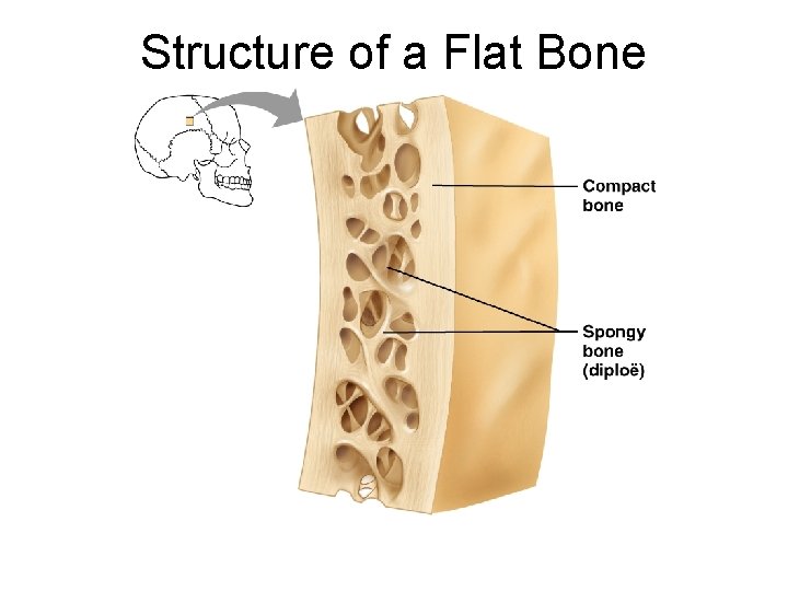 Structure of a Flat Bone 
