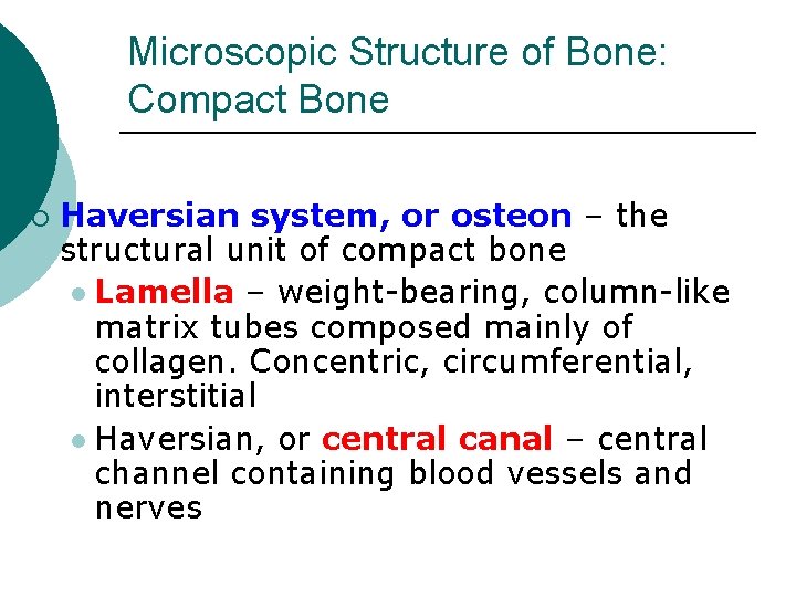 Microscopic Structure of Bone: Compact Bone ¡ Haversian system, or osteon – the structural