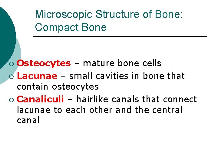 Microscopic Structure of Bone: Compact Bone Osteocytes – mature bone cells ¡ Lacunae –