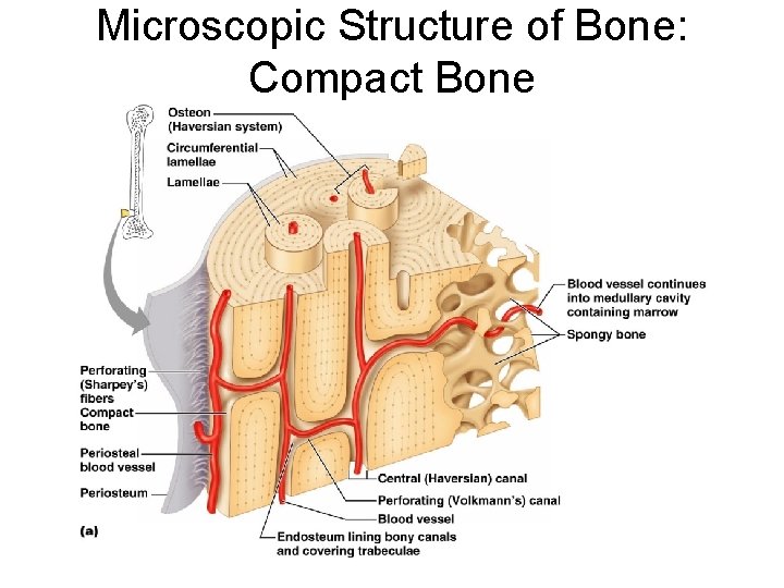 Microscopic Structure of Bone: Compact Bone 