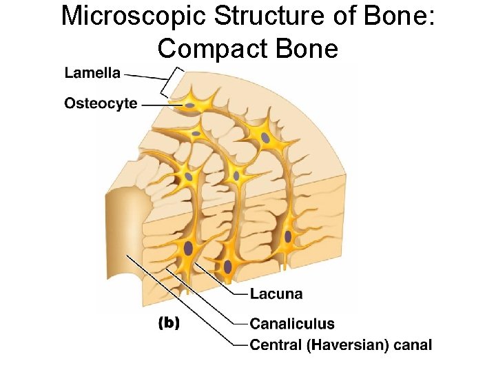 Microscopic Structure of Bone: Compact Bone 