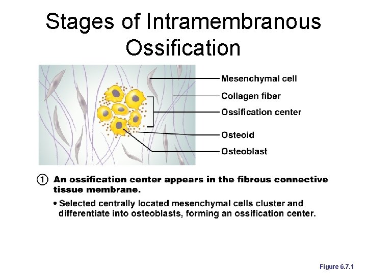 Stages of Intramembranous Ossification Figure 6. 7. 1 