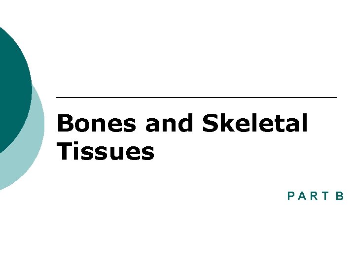 Bones and Skeletal Tissues PART B 