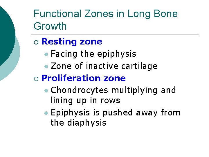 Functional Zones in Long Bone Growth Resting zone l Facing the epiphysis l Zone