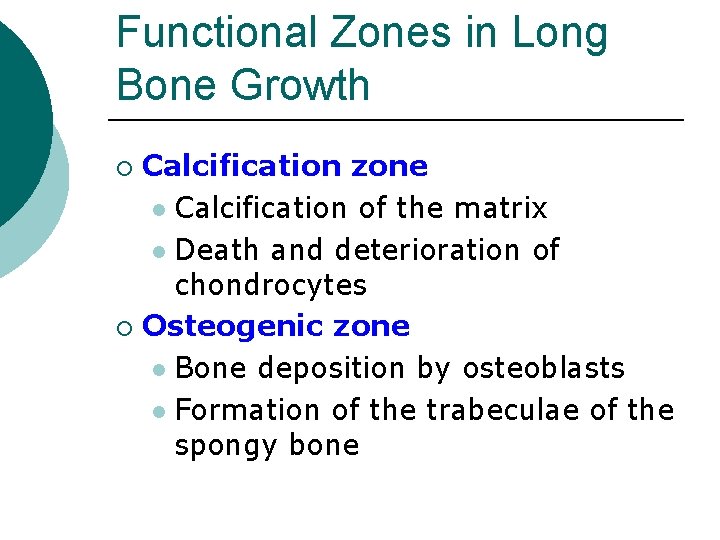 Functional Zones in Long Bone Growth Calcification zone l Calcification of the matrix l